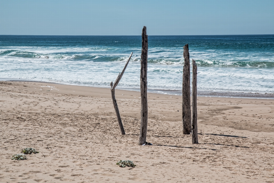 Beach driftwood sea coast