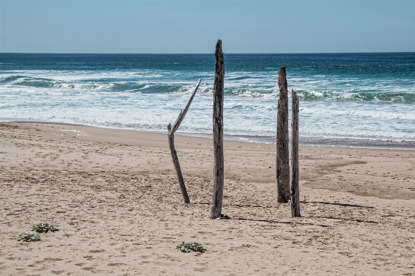 Beach driftwood sea coast Photo