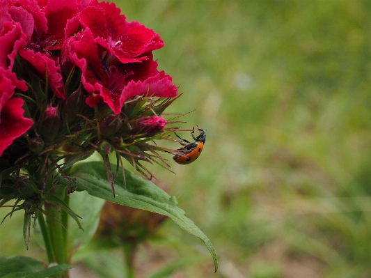 Nature blossom plant flower Photo