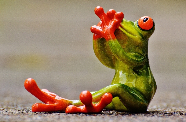 Animal cute red frog Photo