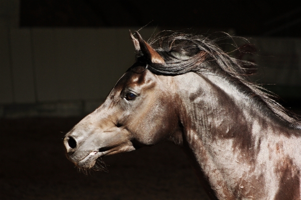 Horse mammal stallion mane Photo