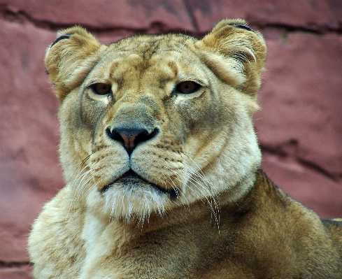 Wildlife zoo mammal fauna Photo