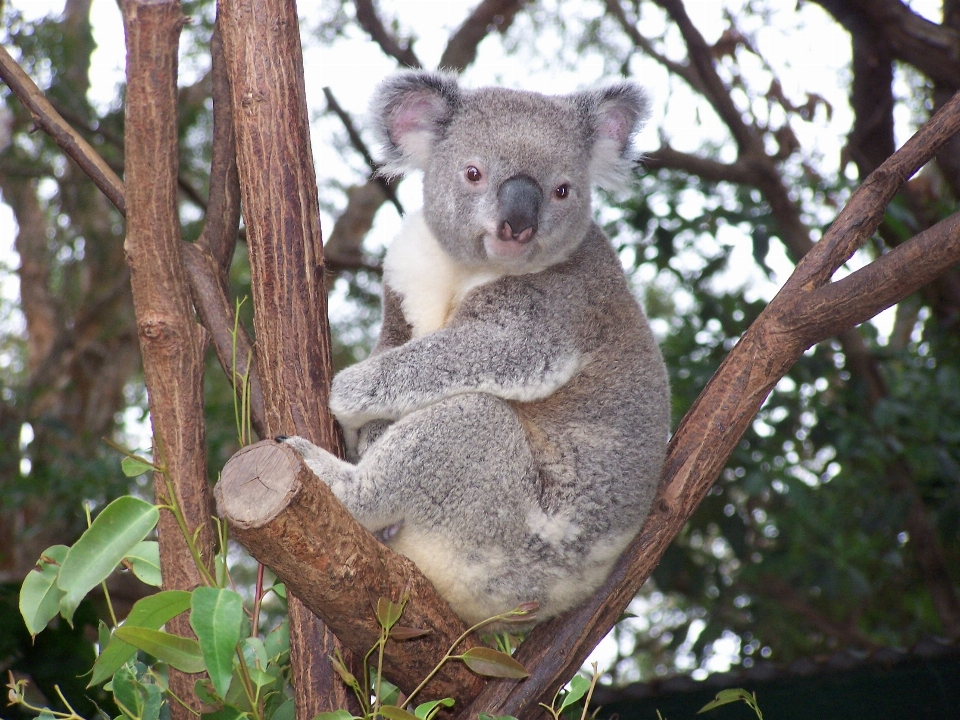 Fauna silvestre mamífero vertebrado
