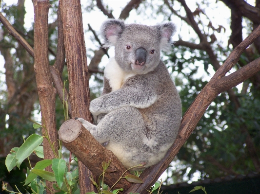 野生动物 哺乳动物 fauna 考拉 照片