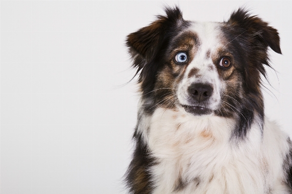 Foto Putih melihat anjing potret