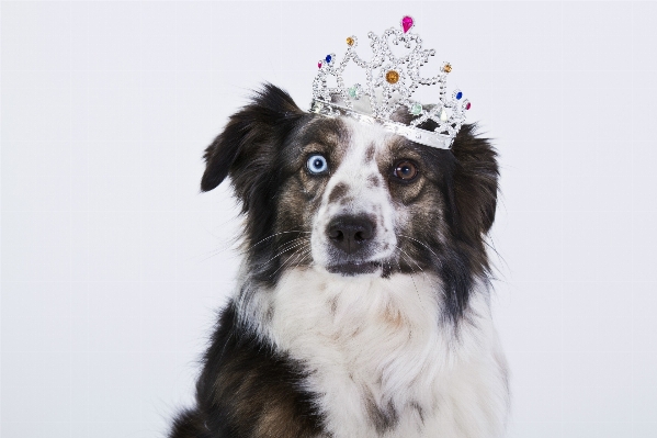 White view dog mammal Photo