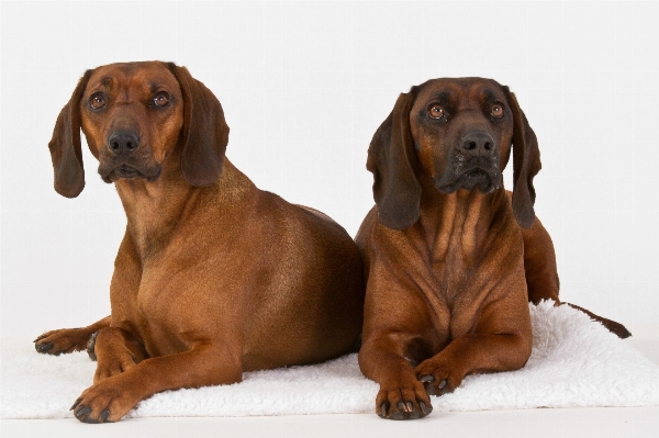 Foto Branco cachorro mamífero cão de caça