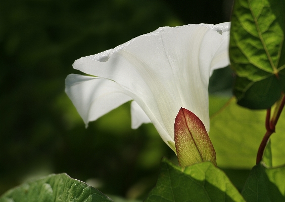 Nature blossom plant photography Photo