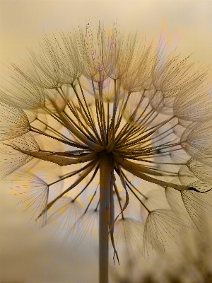 Nature grass branch plant Photo