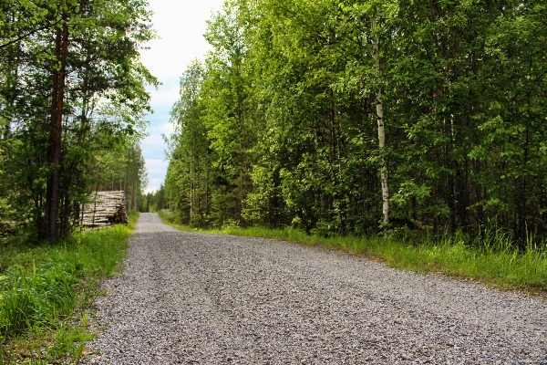 Tree nature forest path Photo