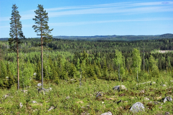 Tree nature forest wilderness Photo