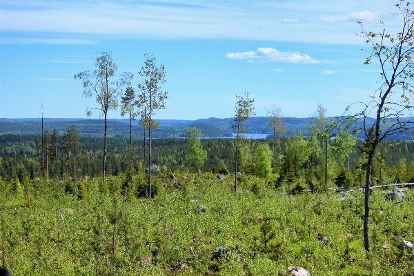 Tree nature forest grass Photo