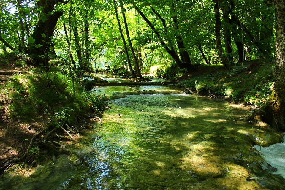 дерево вода природа лес