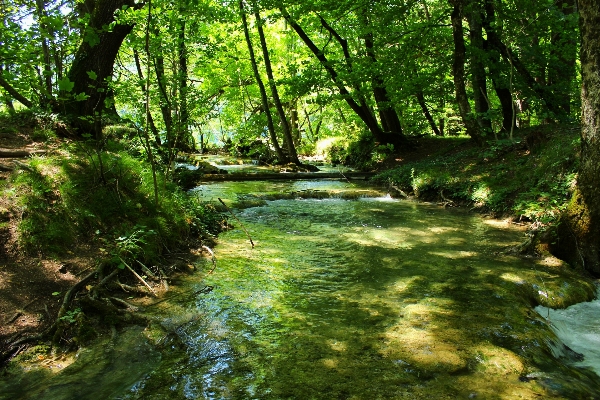 Tree water nature forest Photo