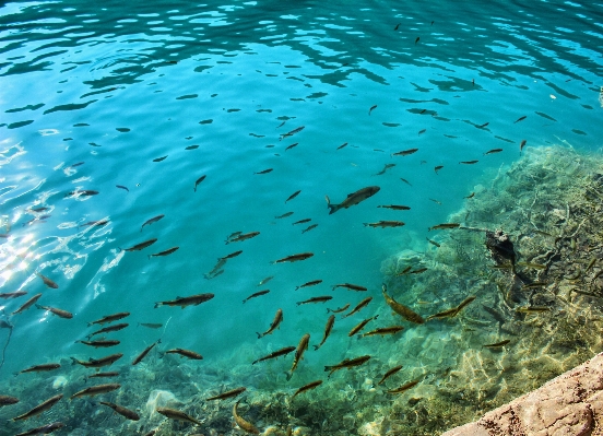 Meer wasser ozean tauchen Foto