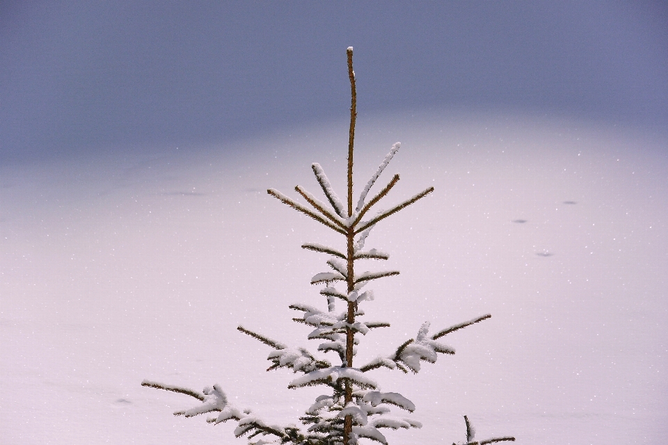 Albero ramo nevicare inverno