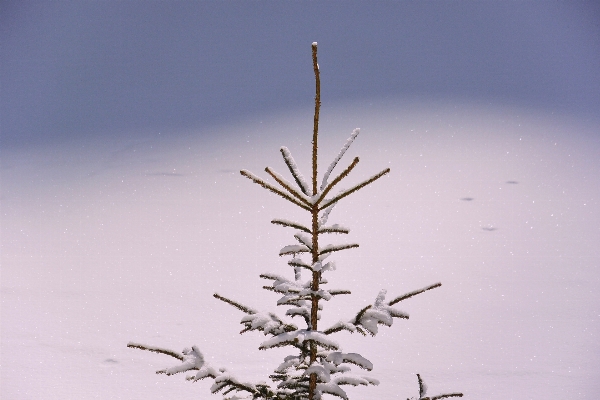 Foto Albero ramo nevicare inverno