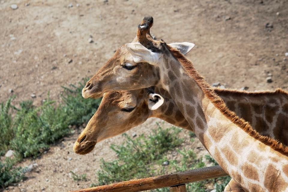 Natur tier tierwelt zoo