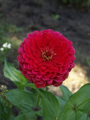 自然 植物 花 花弁 写真