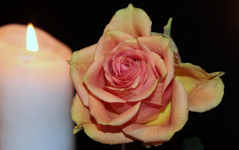 Blüte anlage fotografie blume