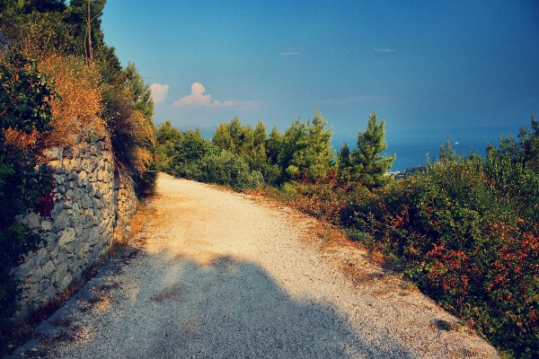 Landscape tree nature forest Photo