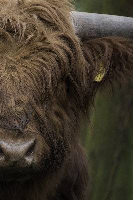 Photo Forêt vache bétail brun