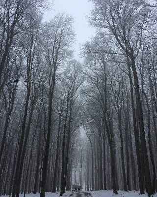 Baum natur wald zweig Foto