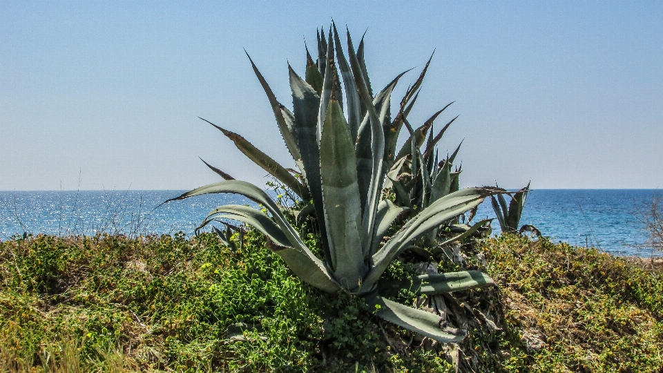 海 海岸 草 カクタス
