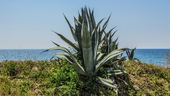 Sea coast grass cactus Photo