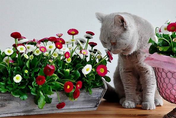 Foto Fiore carino animale domestico gattino