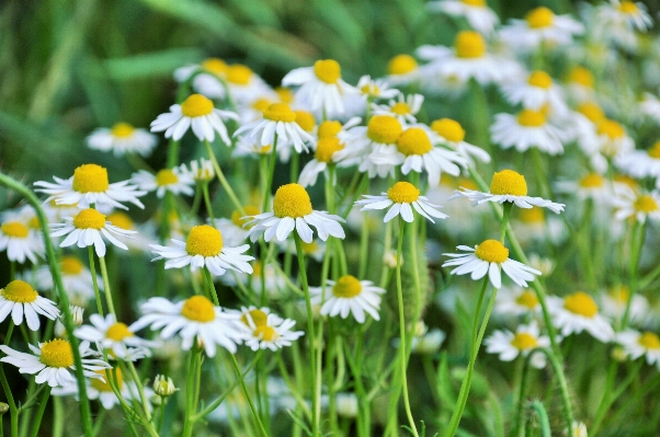 Nature grass plant field Photo