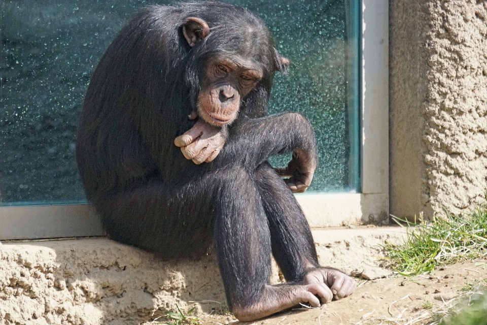 Jardim zoológico relaxar mamífero aconchegante