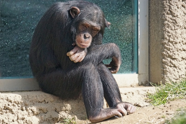 Zoo relax mammal cozy Photo