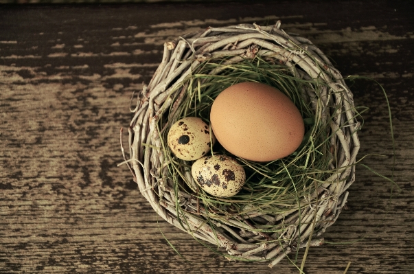 Branch bird food egg Photo