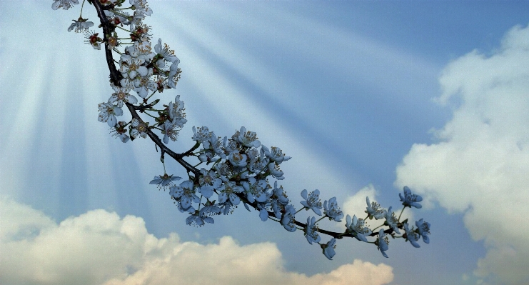 Tree nature branch blossom Photo