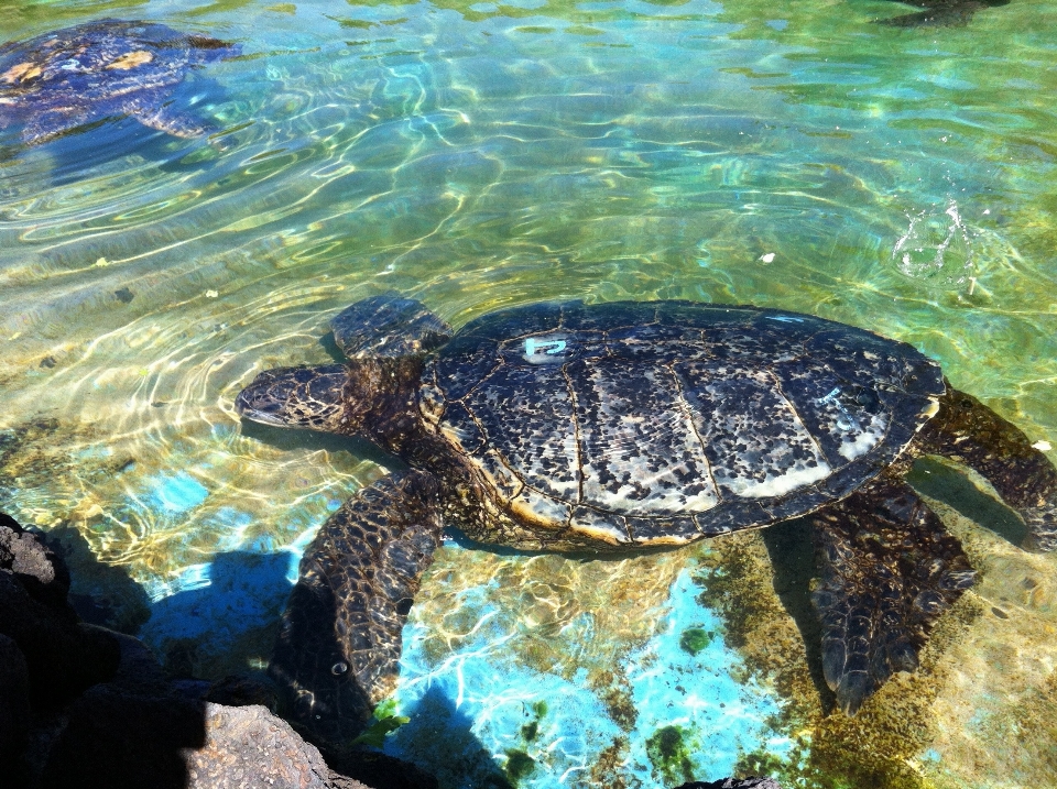 野生动物 生物学 龟 海龟