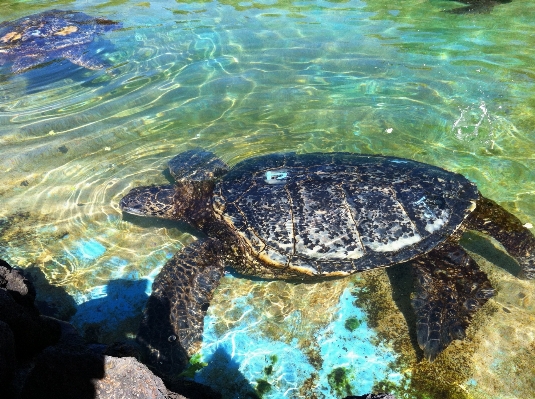 Wildlife biology turtle sea Photo