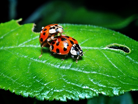 Foto Alam fotografi daun bunga