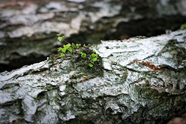 Tree nature rock branch Photo