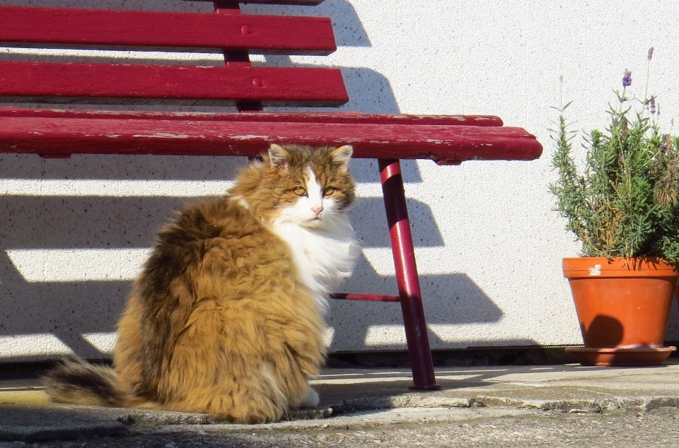 Pelo esponjoso gatito gato