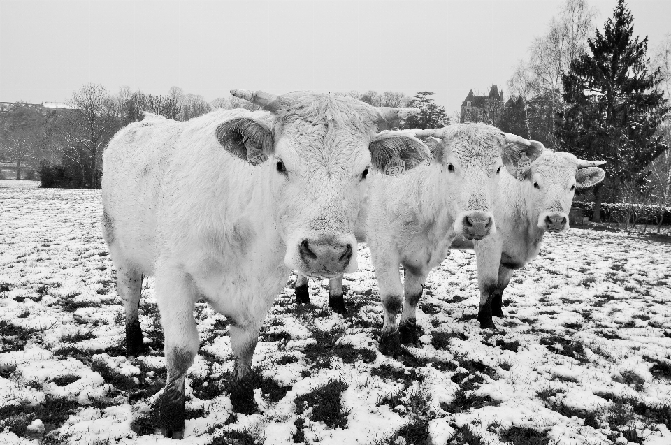 Nature snow cold winter