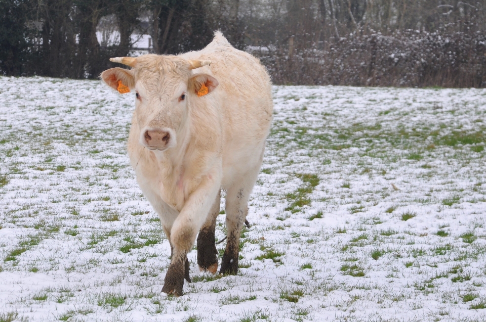 Nature herbe neige froid