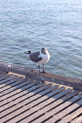 ビーチ 海 海岸 水 写真