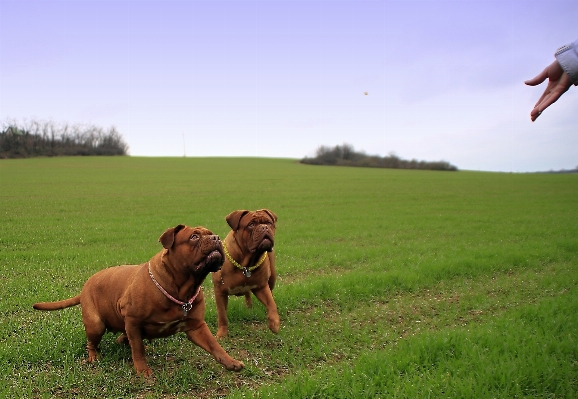 Nature grass meadow game Photo