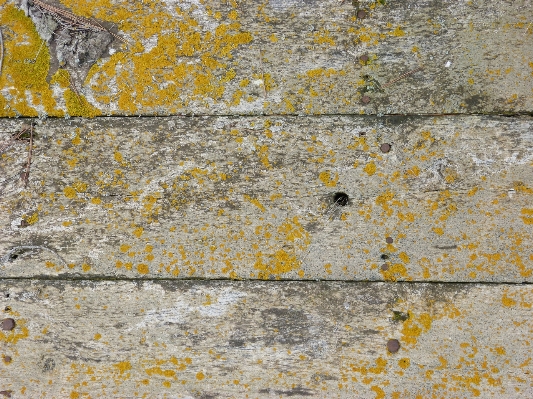 Rock wood texture floor Photo