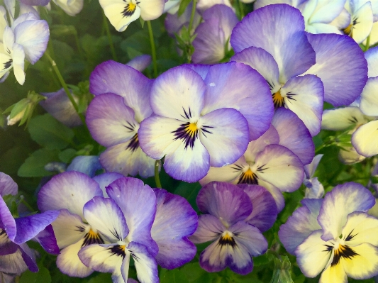 Nature blossom plant flower Photo