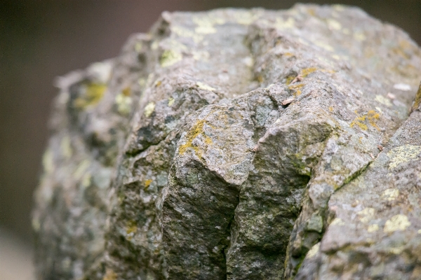 Rock leaf stone green Photo