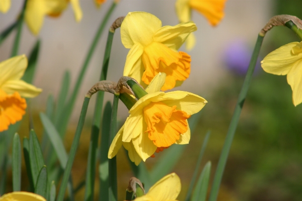 Blossom plant meadow flower Photo