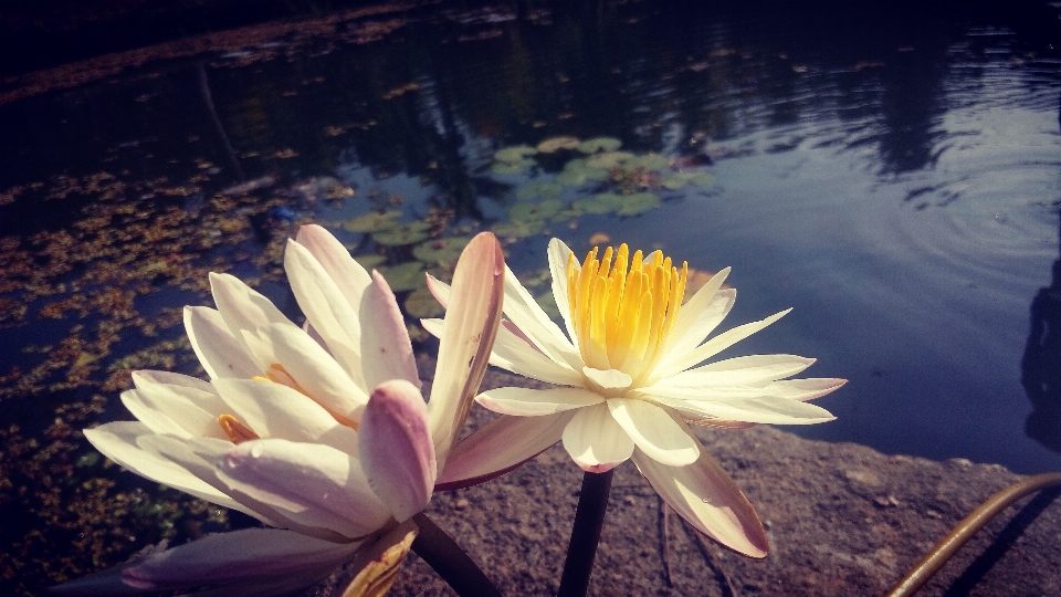 Landschaft wasser natur blüte