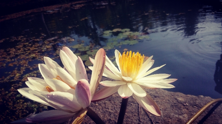 Landscape water nature blossom Photo